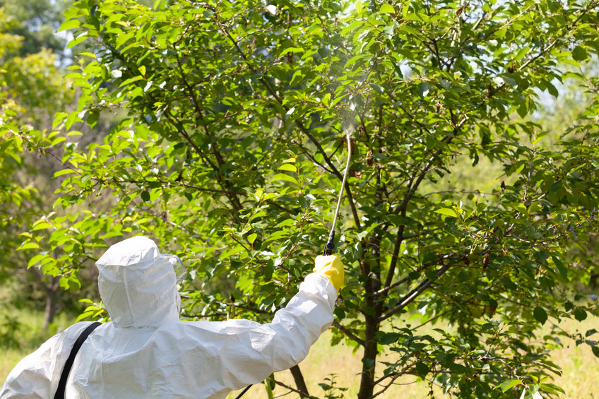 Takahashia japonica: parassita asiatico infesta gli alberi