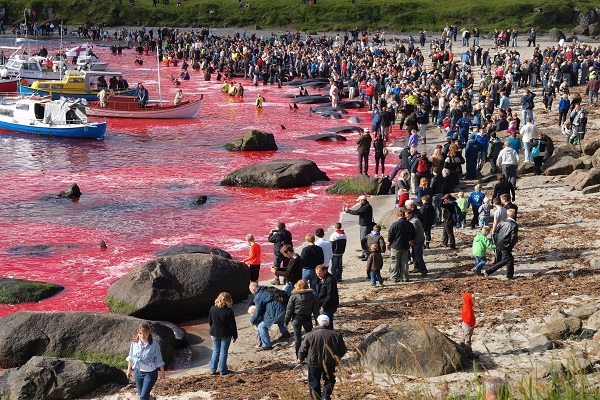 Strage di delfini: Grindadráp, il massacro delle Isole Faroe
