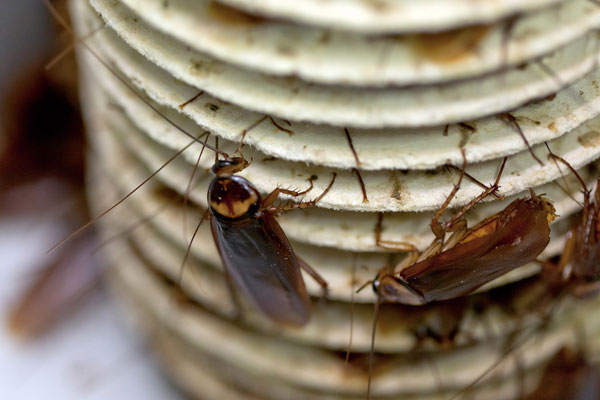 scarafaggi rimedi naturali