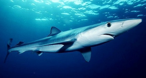 squalo bianco avvistato Messina