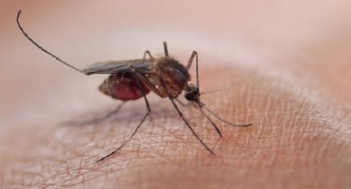 rimedi naturali contro le punture di zanzara