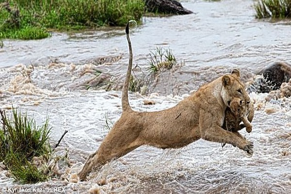 leonessa che salva il suo cucciolo dal fiume