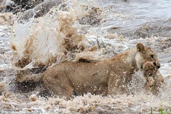 leonessa che salva il suo cucciolo dal fiume