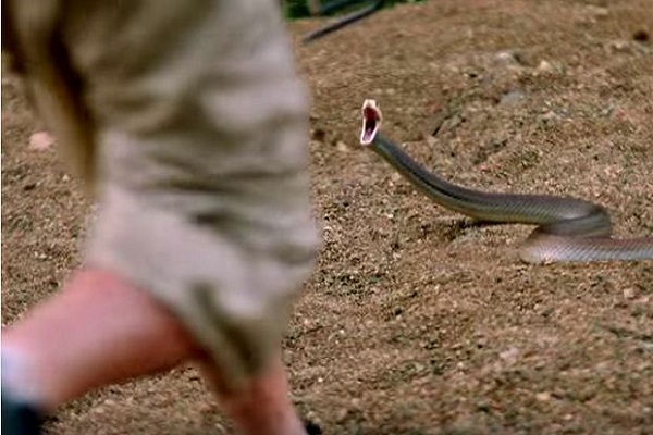 serpente morde un bambino di due anni
