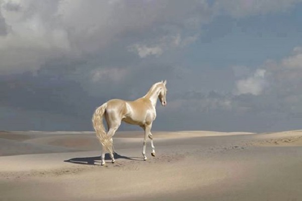 il cavallo più bello del mondo Akhal-Teke