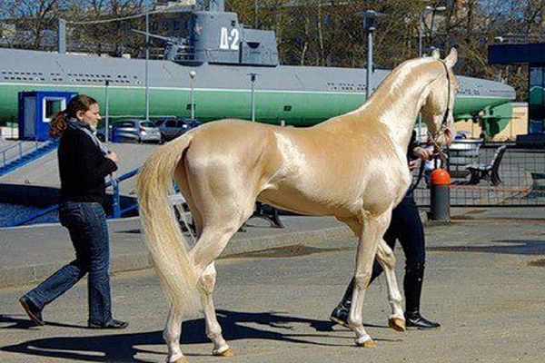 Il cavallo più bello del mondo: Akhal-Teke