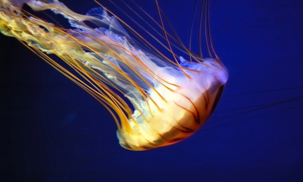 puntura di medusa, effetti e rimedi in caso di contatto 