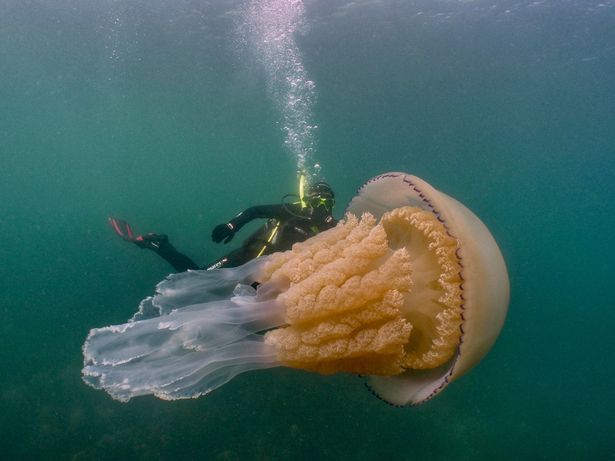 Polmoni di mare , meduse giganti