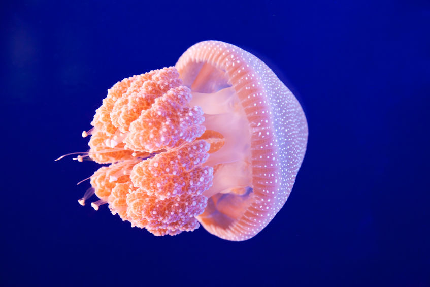 medusa gigante, POLMONI DI MARE