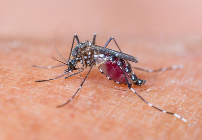Le zanzare possono trasmettere il Coronavirus: si o no?