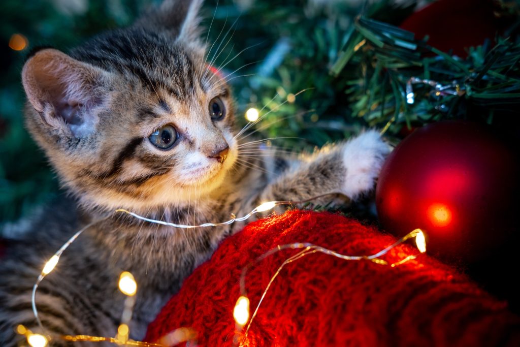 Gatti e albero di Natale: come salvare l’albero di Natale dal gatto