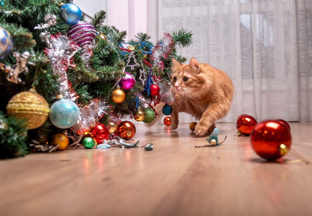 Gatti e albero di Natale: come salvare l’albero di Natale dal gatto
